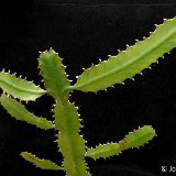 Euphorbia dawei